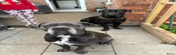 Cane Corso dogs for sale: Cane Corso Puppies for sale  in Hull - Advert 2