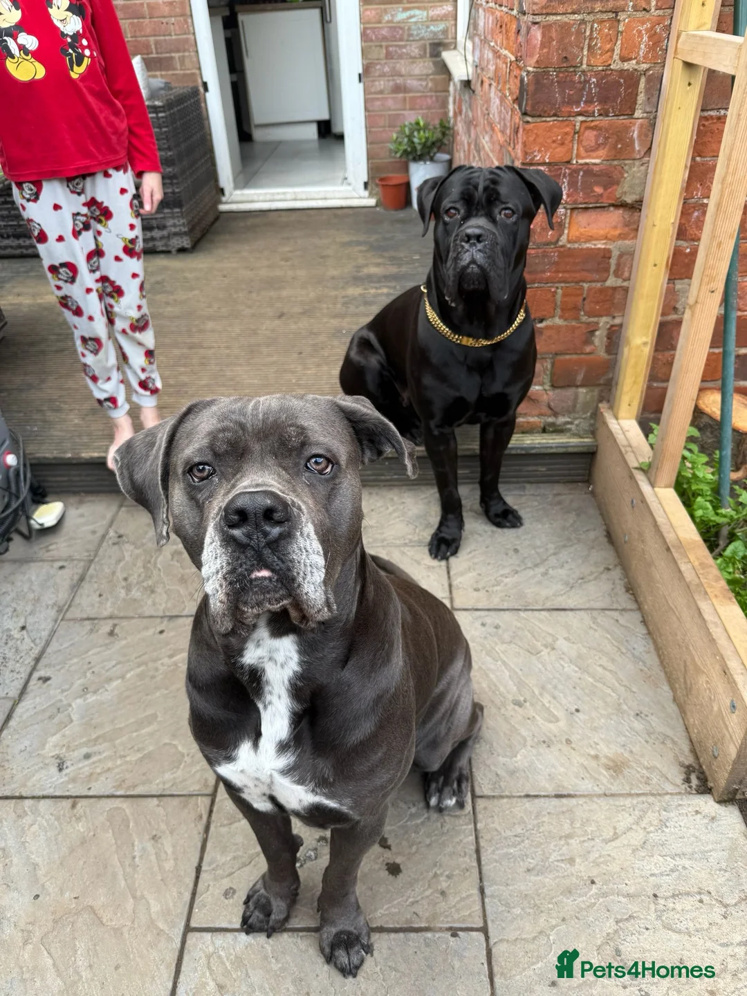 Cane Corso dogs for sale: Cane Corso Puppies for sale  in Hull - Advert 2