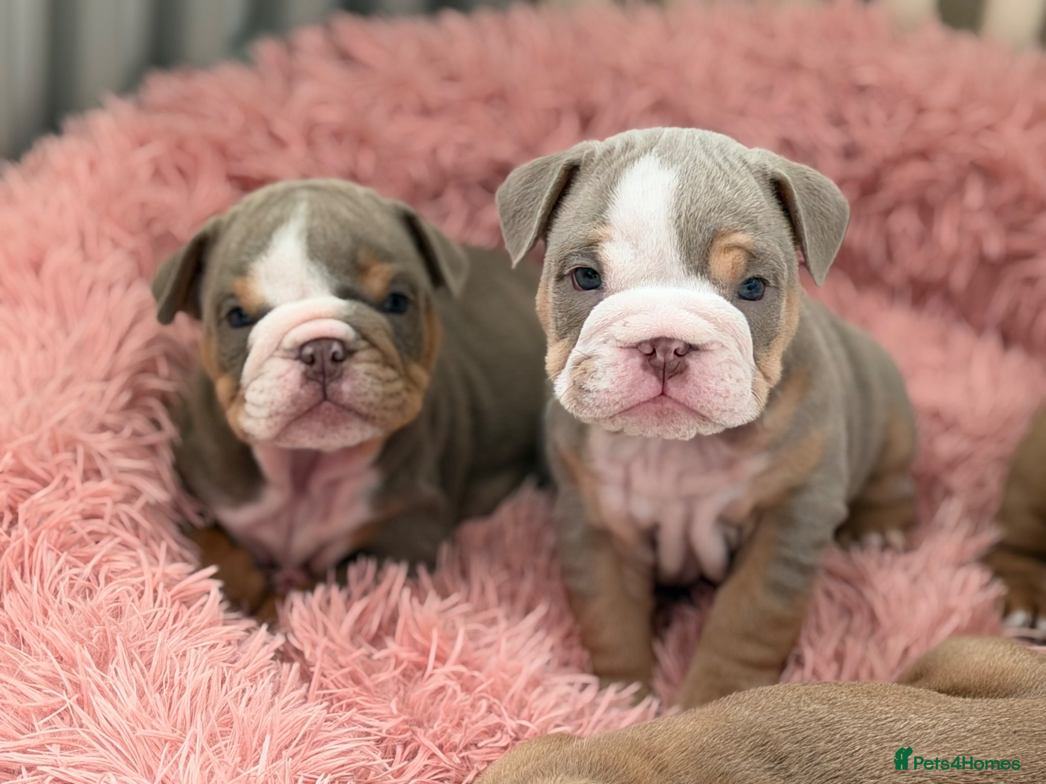 English Bulldog dogs English Bulldog Puppies 💙🩷 - Advert 9
