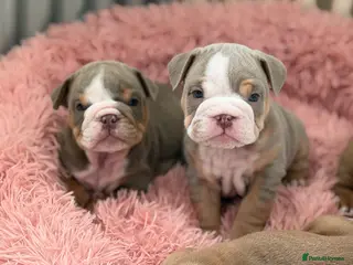 English Bulldog dogs English Bulldog Puppies 💙🩷 - Advert 9