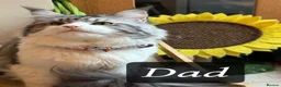 Maine Coon cats for sale: Maincoon X Ragdoll Ragcoons 3 months old - Advert 5