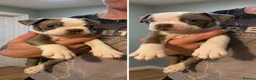 Boston Terrier dogs for sale: 🌸 Blossom's Beautiful Bostons 🌸  - Advert 13