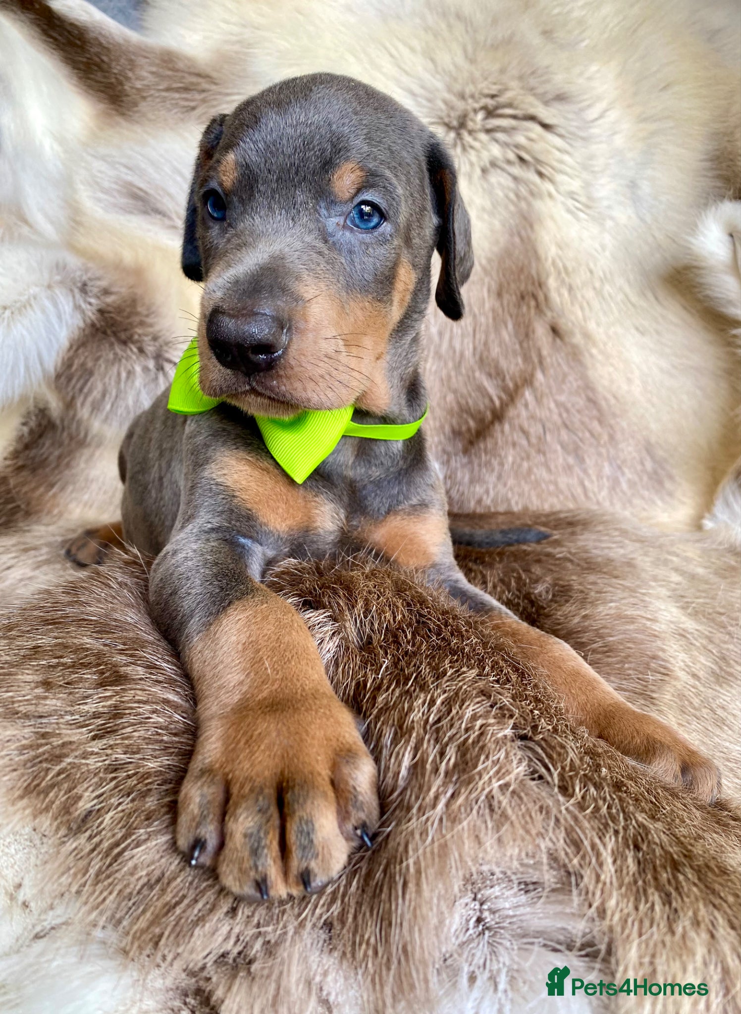 Dobermann dogs for sale: *KC REGISTERED* HEALTH TESTED DOBERMAN PUPPIES - Advert 19