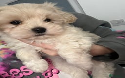 Mixed Breed dogs for sale: beautiful baby Lhatese puppys - Advert 9