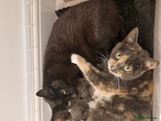 Mixed Breed cats Bengal BSH Cross Kittens - Advert 8