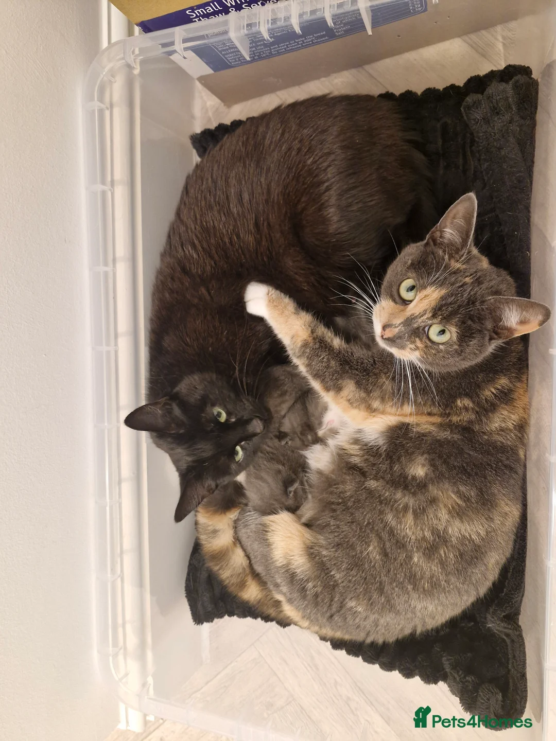 Mixed Breed cats for sale: Bengal BSH Cross Kittens - Advert 3