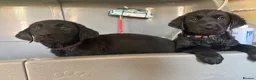 Labrador Retriever dogs for sale: 🌟Ready now! 🌟 Black Labrador puppies  - Advert 8