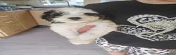 Cavapoo dogs for sale: Cavapoo puppys - Advert 20