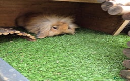 Mini Lion Lop rabbits for sale: 2 male baby lion lops  - Image 6