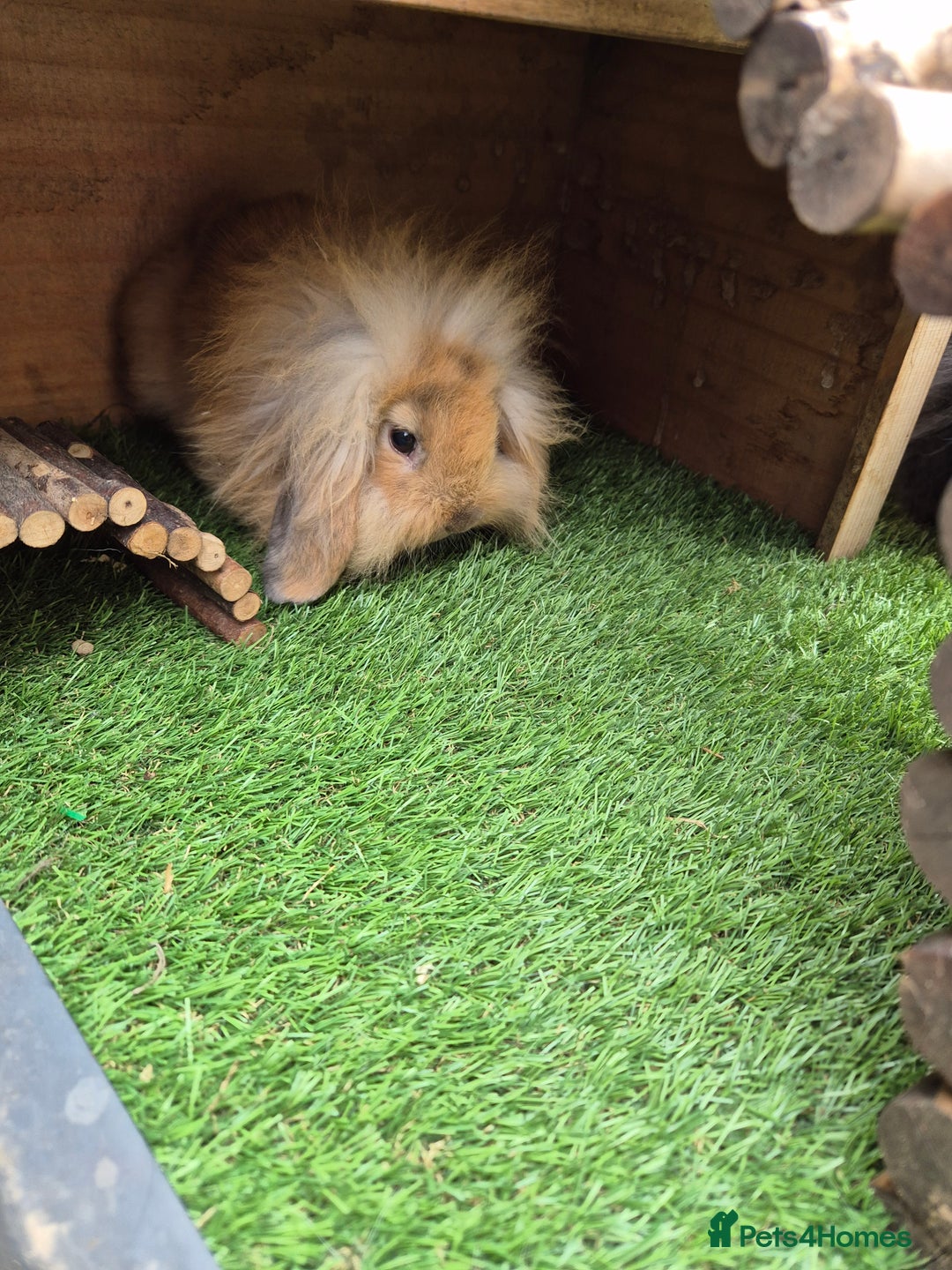 Mini Lion Lop rabbits for sale: 2 male baby lion lops  - Image 6