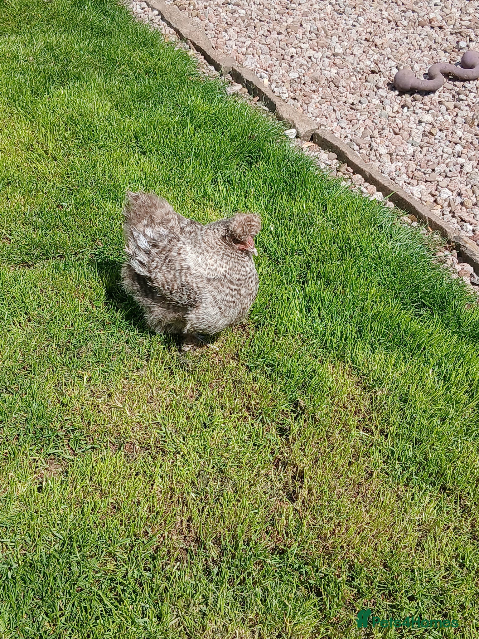Chickens poultry Silkie hens - Advert 1