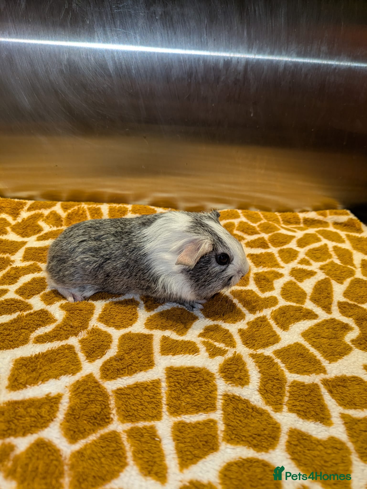 Guinea Pig rodents Single boy - Advert 22