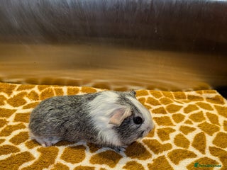 Guinea Pig rodents Single boy - Advert 22