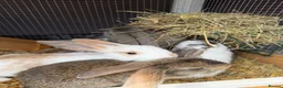 Mini Lop rabbits for sale: Mini lop bunnies - Advert 4