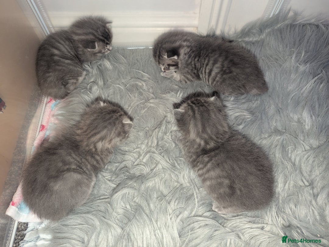 Mixed Breed cats for sale: Beautiful grey silver tabby kittens, ragdoll X Mum - Advert 35
