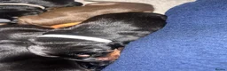 Dobermann dogs for sale: Beautiful Full Doberman Puppies–Ready from 8 Weeks in Horsham - Advert 3