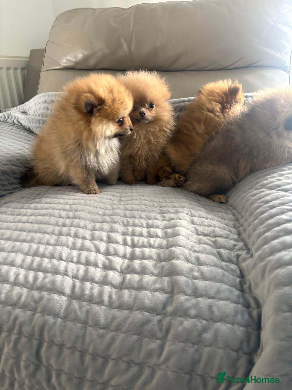 Pomeranian dogs Pomeranion - Advert 1