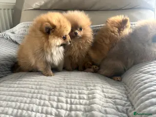 Pomeranian dogs Pomeranion - Advert 5