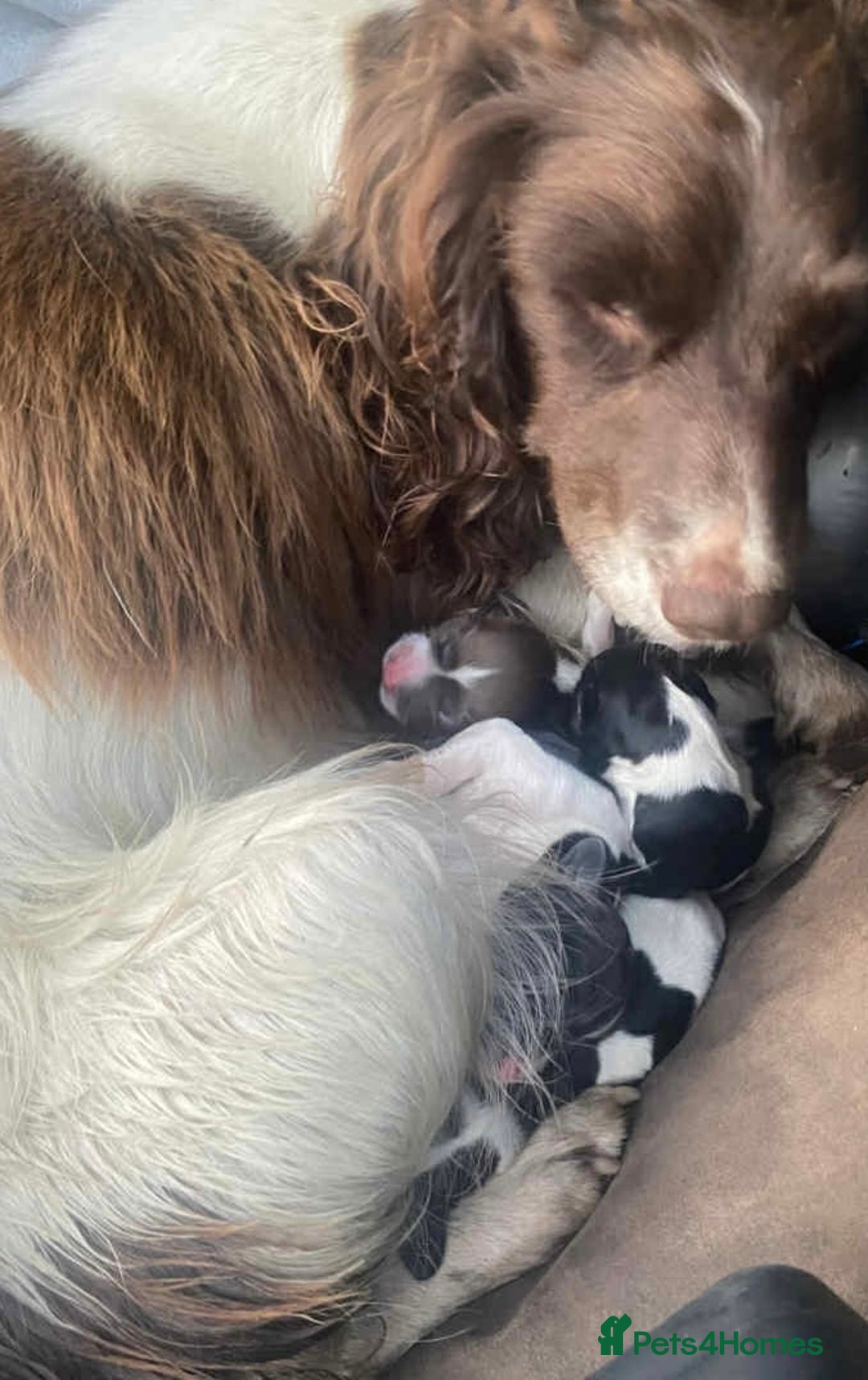 English Springer Spaniel dogs for sale: Beautiful springer spaniel puppies for sale  - Advert 3