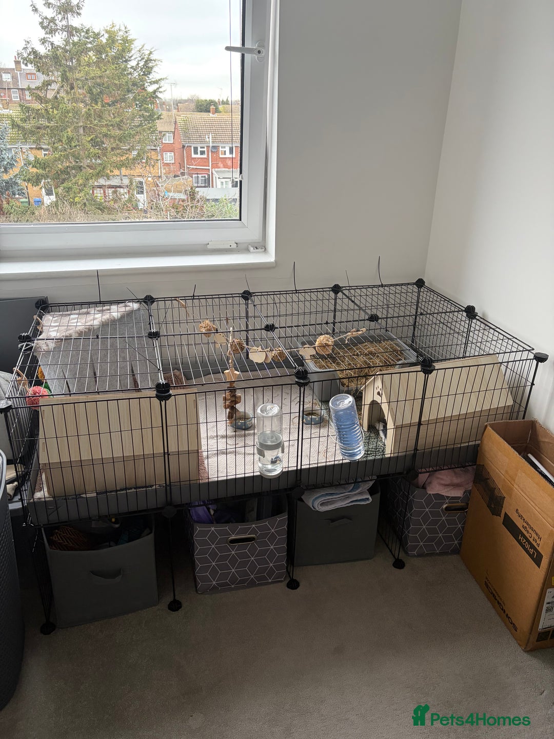 Guinea Pig rodents for sale: Bert and Earnie  - Advert 6