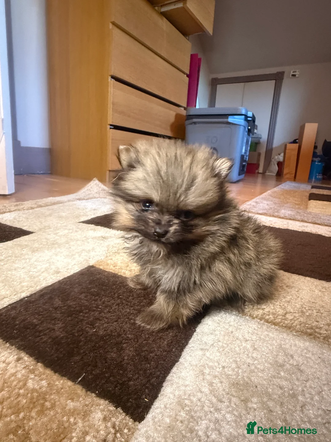 Pomeranian dogs for sale: 🐾 Adorable Merle Pomeranian Puppies for Sale 🐾 - Advert 5