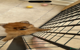 Pomeranian dogs for sale: One female for sale  - Image 4