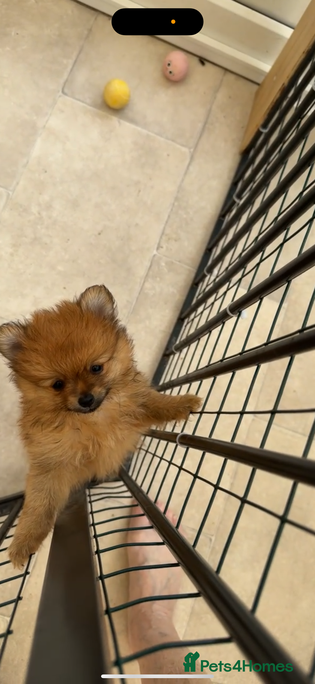 Pomeranian dogs for sale: One female for sale  - Image 4