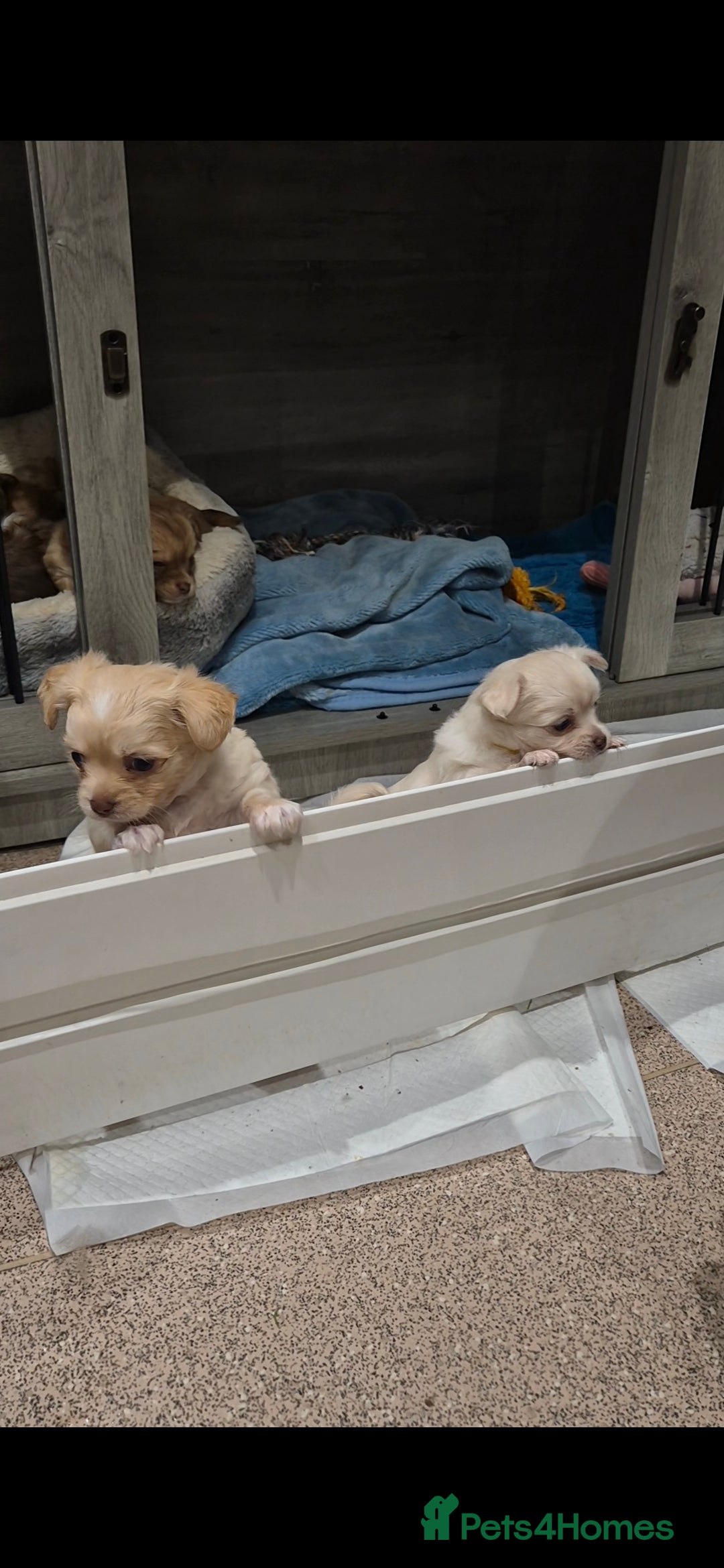 Chihuahua dogs for sale: ***READY NOW*** Long Haired Chihuahua Pups  - Advert 6