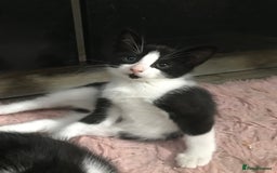 Domestic Shorthair cats for sale: 5 male kittens ready to leave now  - Image 5