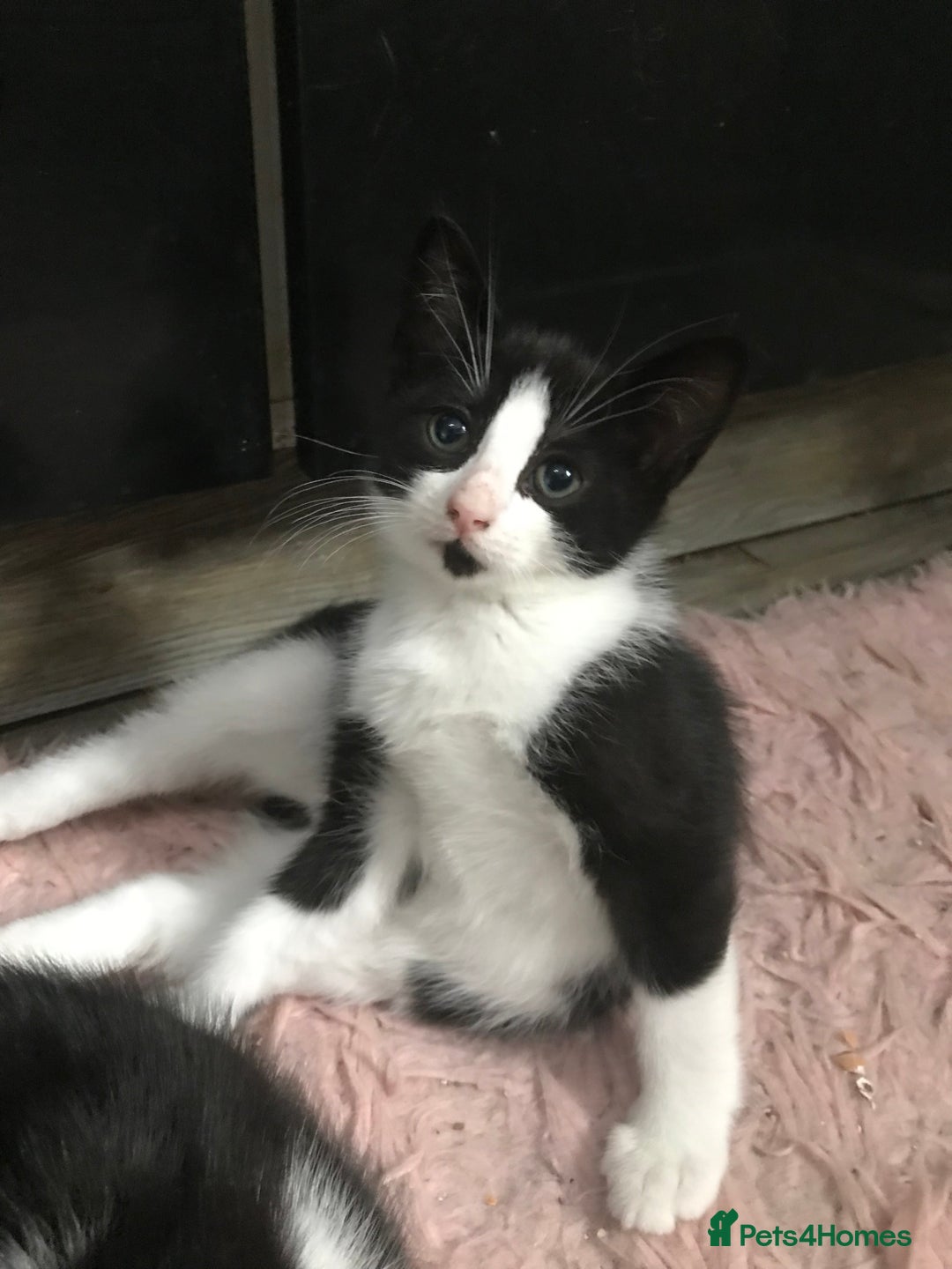 Domestic Shorthair cats for sale: 5 male kittens ready to leave now  - Image 5