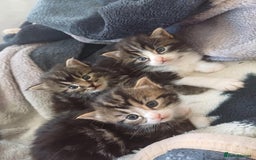 Norwegian Forest Cat cats for sale: 😸Kittens looking for a new family😸 - Image 1