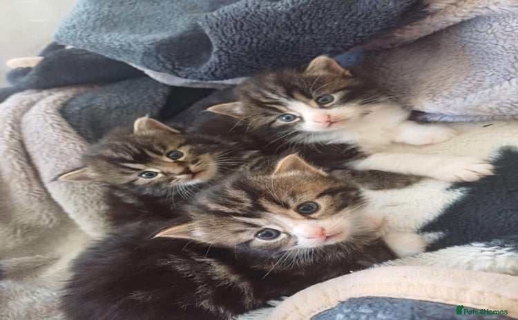 Norwegian Forest Cat cats - Advert 1
