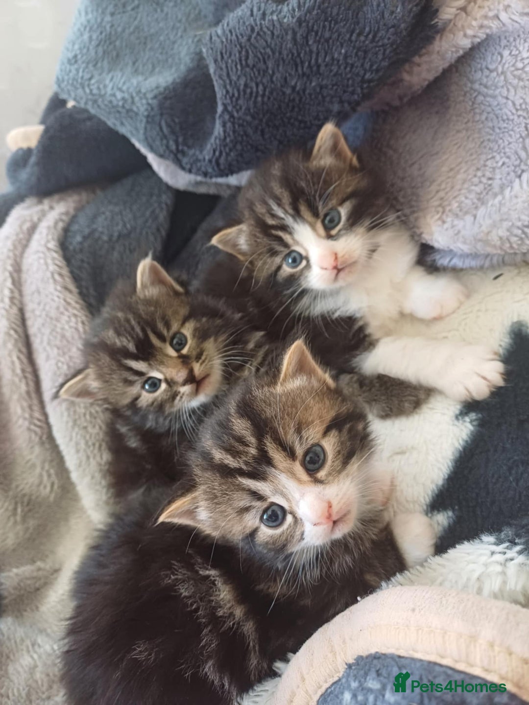 Norwegian Forest Cat cats for sale: 😸Kittens looking for a new family😸 - Image 1