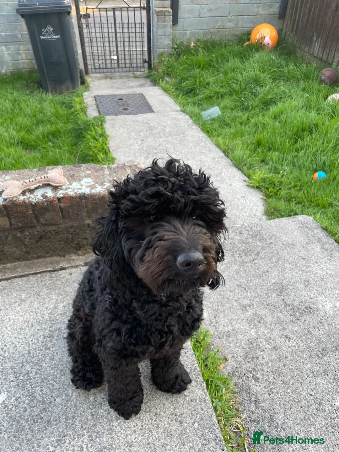 Cockapoo dogs for stud: Male cockapoo - Advert 11