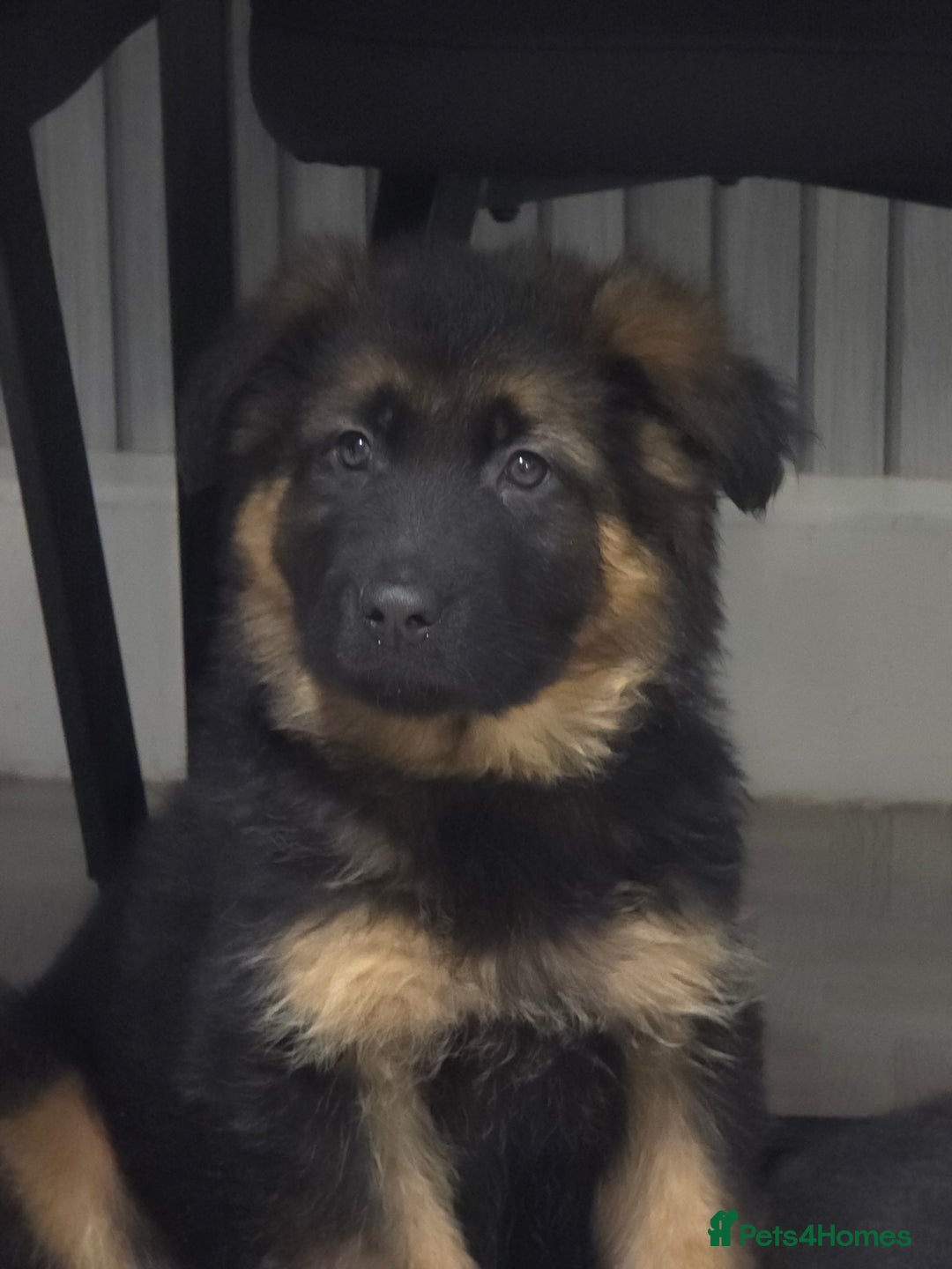 German Shepherd dogs for sale: Chunky German shepherd puppies for sale  - Advert 21