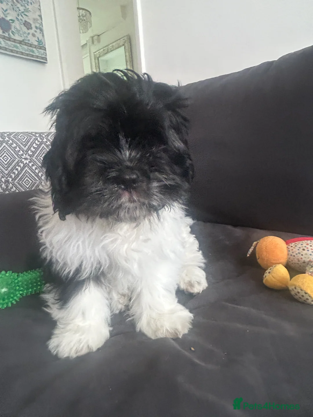 Mixed Breed dogs for sale:  Shihpoo x cavalier King Charles puppies for sale in Ramsgate - Advert 2