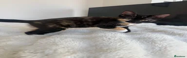 Mixed Breed 2