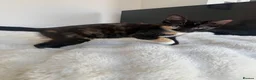Mixed Breed cats for sale: Sister Kittens (together if possible)  - Advert 6