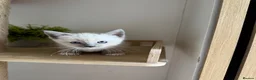 Tonkinese cats for sale: Beautiful&Very Affectionate Tonkinese×ragdoll 🩷  - Advert 8