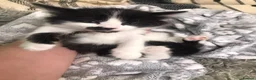 Mixed Breed cats for sale: Turkish angora kitten  - Advert 6