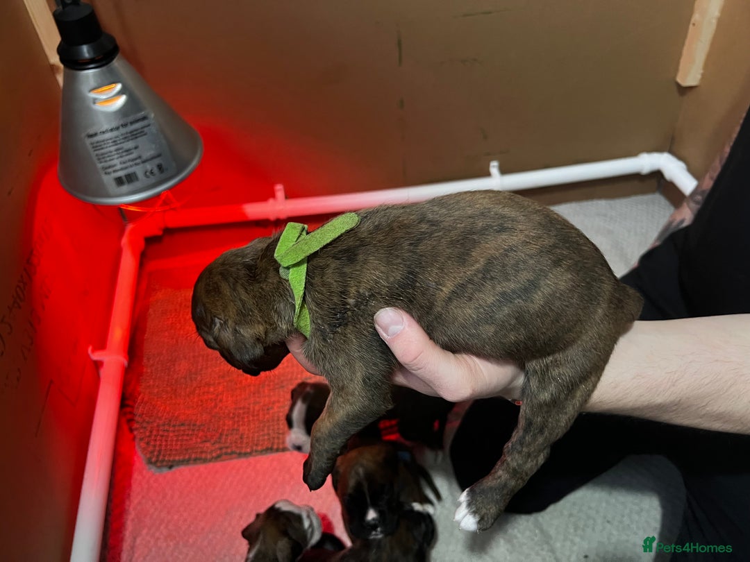 Boxer dogs for sale: Boxer Puppies UPDATED PHOTOS  - Advert 14