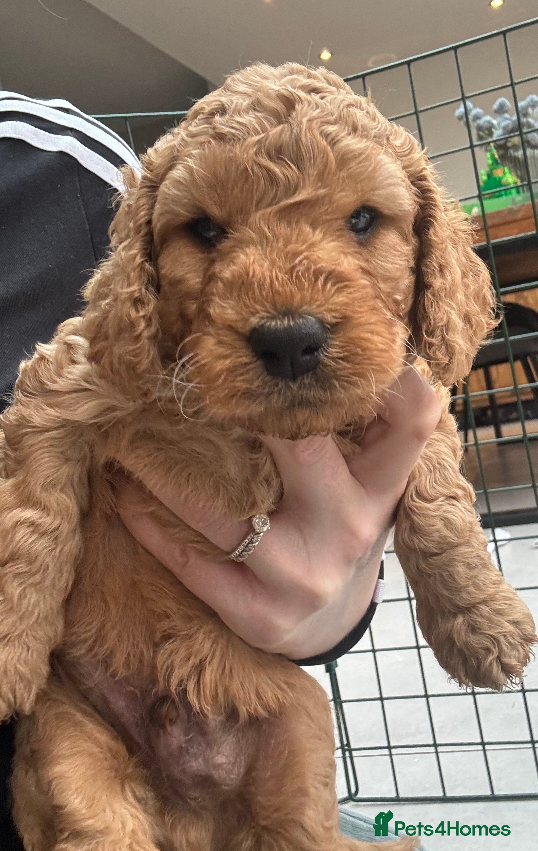 Cockapoo dogs 🐾last Cockapoo Puppy Available for Loving Homes🐾 - Advert 1