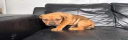 Mixed Breed dogs for sale: Brown Male Rottweiler / Black Mouth Cur Mix Puppy  - Advert 10