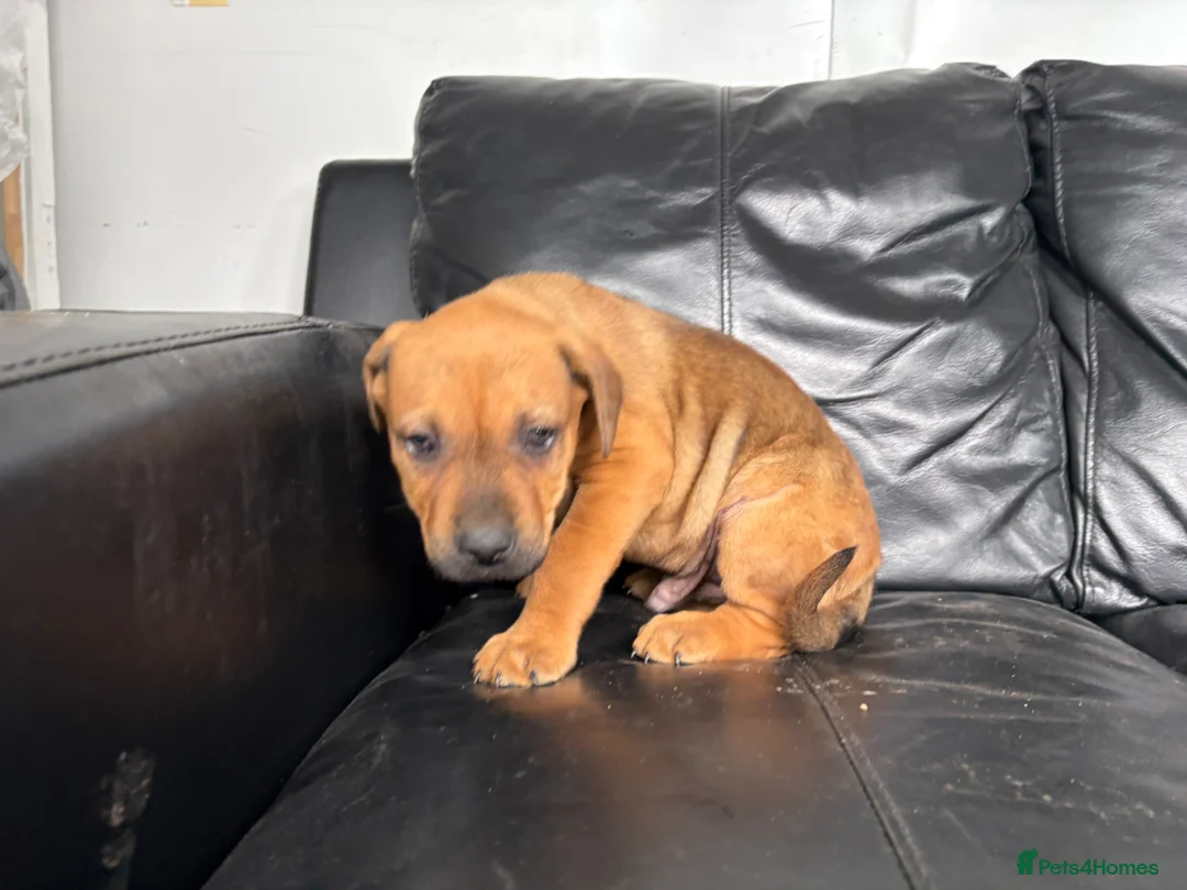 Mixed Breed dogs for sale: Brown Male Rottweiler / Black Mouth Cur Mix Puppy  - Advert 10