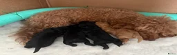 Toy Poodle dogs for sale: Beautiful Toy Poodles - Ready to reserve now - Advert 2