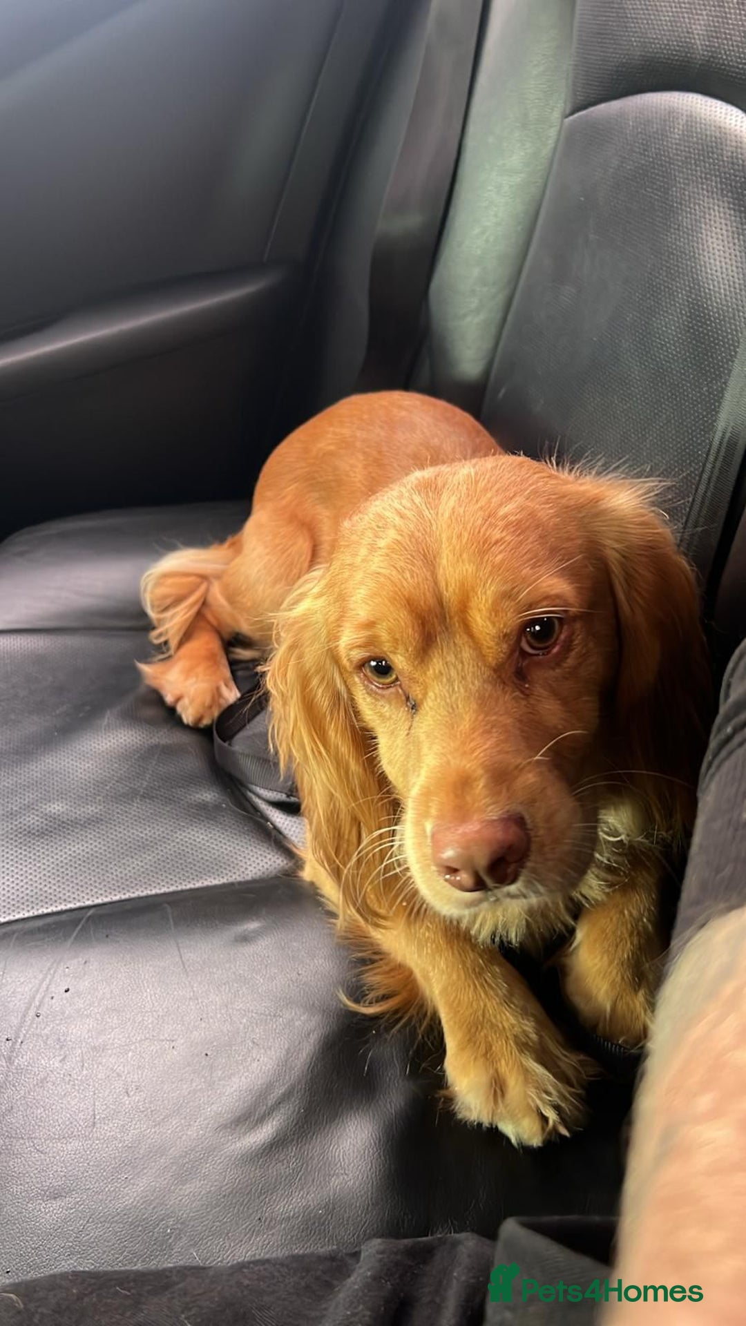 Cocker Spaniel dogs for sale: Adorable Male Cocker Spaniel - Advert 2