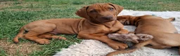 Rhodesian Ridgeback dogs for sale: KC reg,Excellent Ridges,Health checked/Elb/Hip/JME - Advert 4