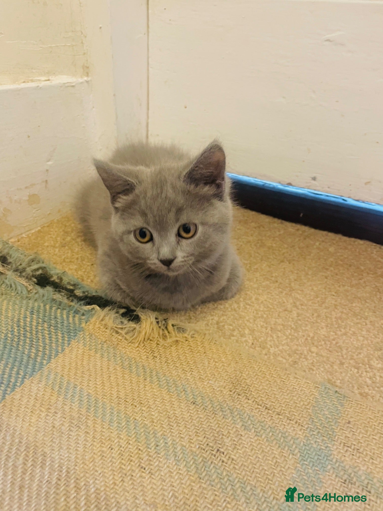 Russian Blue cats Last stunning Russian Blue/British Shorthair Girl - Advert 4