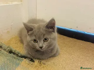 Russian Blue cats Last stunning Russian Blue/British Shorthair Girl - Advert 4