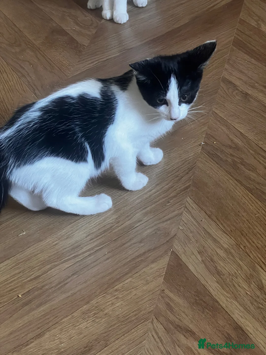 British Shorthair cats for sale: Kitten  - Advert 2